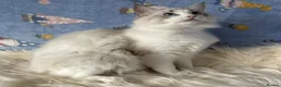 Ragdoll cats for sale: Two Sister TICA Registered Female Ragdoll - Advert 7