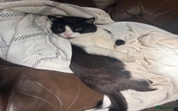 British Shorthair cats for sale: URGENT free - rehoming my beautiful cat <3 - Image 3
