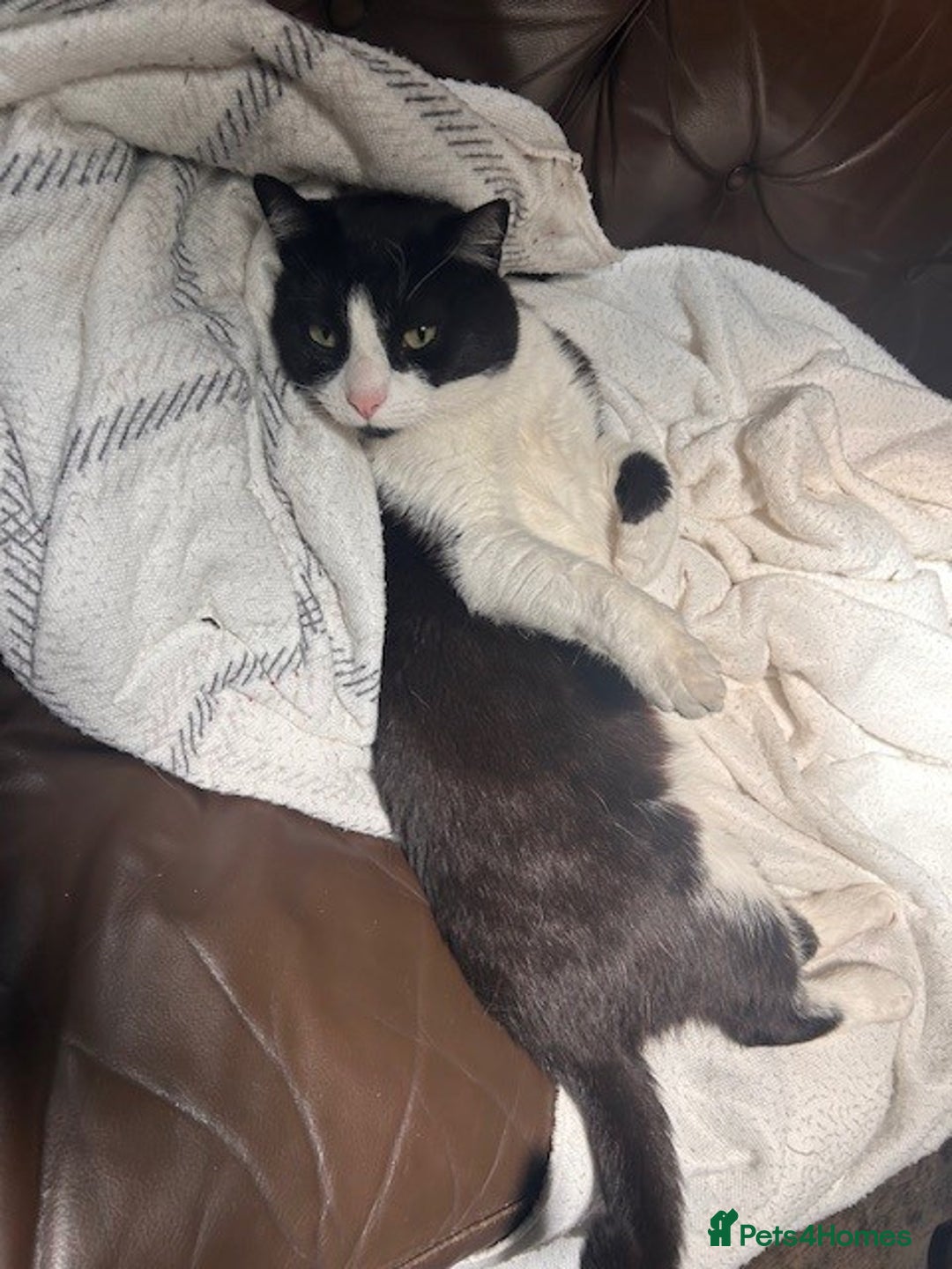 British Shorthair cats for sale: URGENT free - rehoming my beautiful cat <3 - Image 3