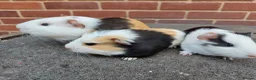 Guinea Pig rodents for sale: Baby Guinea Pigs  - Advert 4
