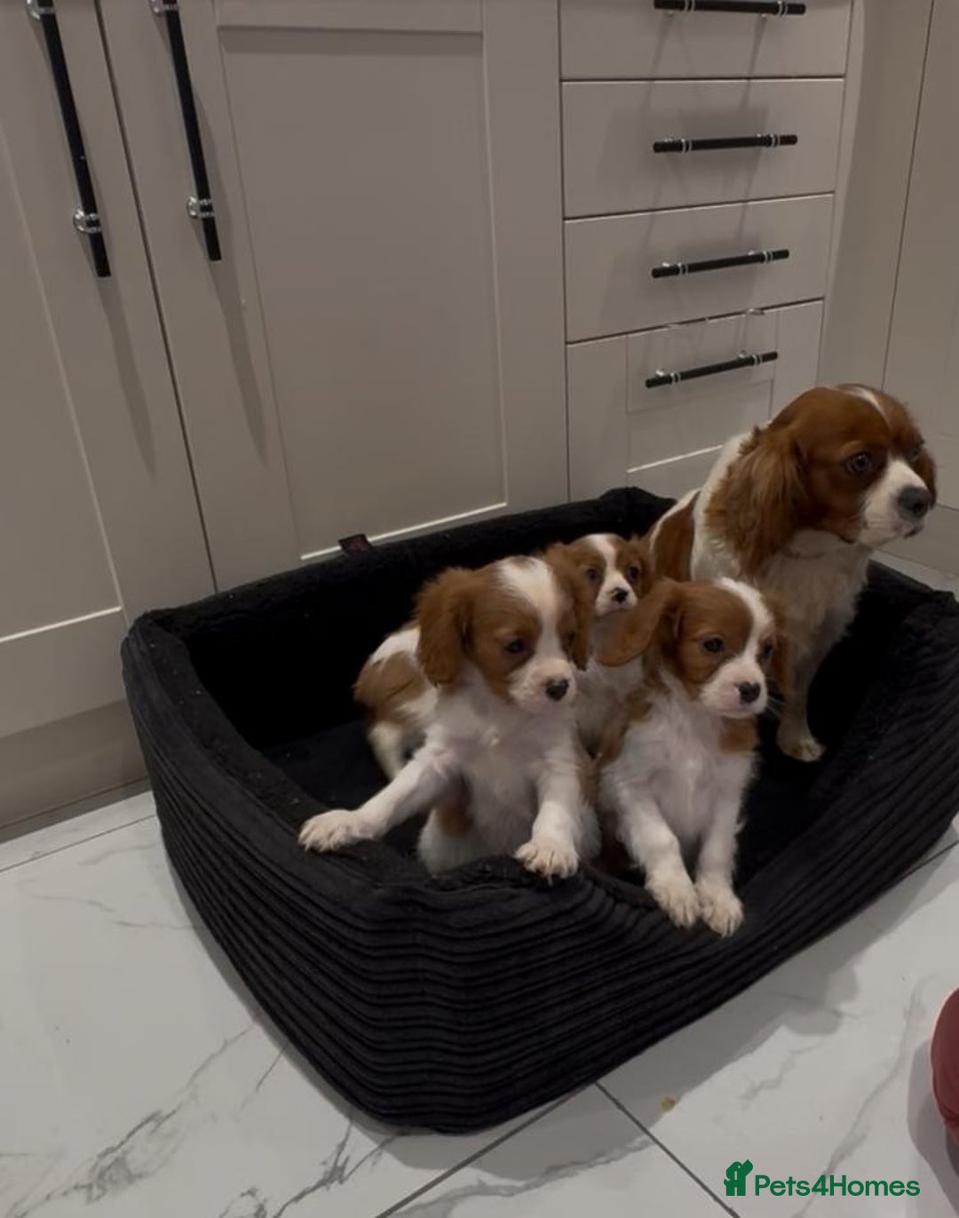 Cavalier King Charles Spaniel dogs for sale: Beautiful cavaliers looking for forever homes - Image 6