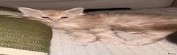 Maine Coon cats for sale: Maine Coon kittens from champion lines  - Advert 20