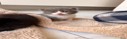 Domestic Shorthair cats for sale: British shorthair crossbreed - Advert 1