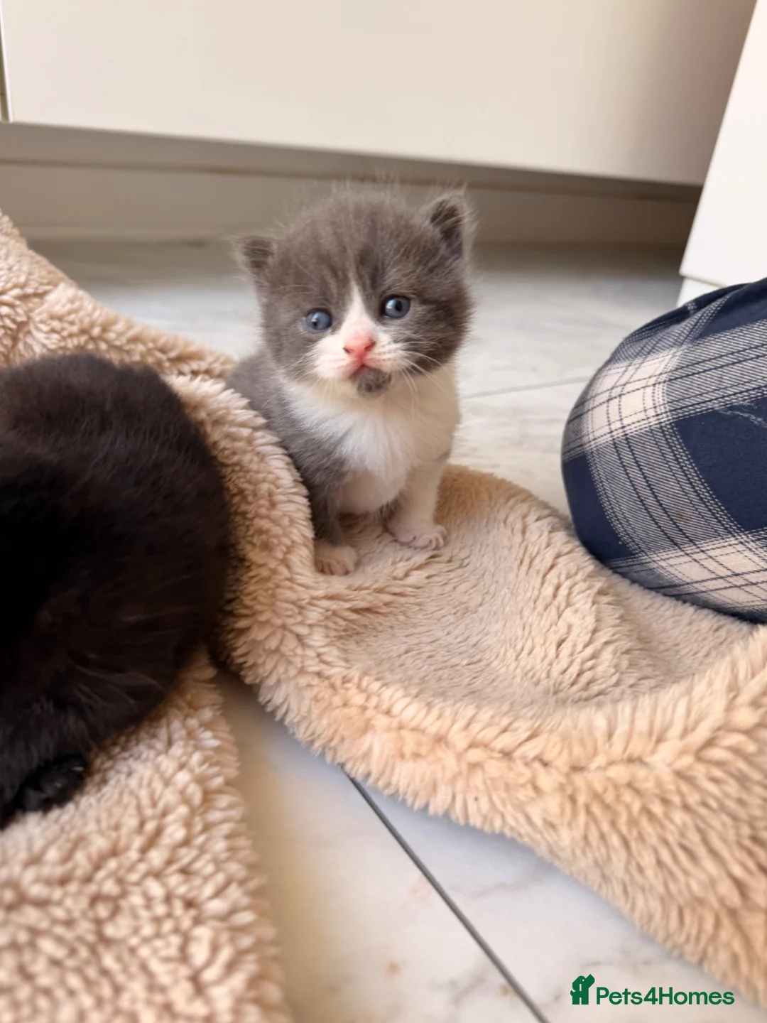 Domestic Shorthair cats for sale: British shorthair crossbreed - Advert 1