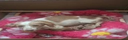 Miniature Dachshund dogs for sale: Miniature Dachshund  - Advert 26