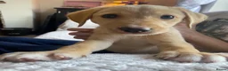 Mixed Breed dogs for sale: Lurcher puppies ready for forever homes - Advert 1