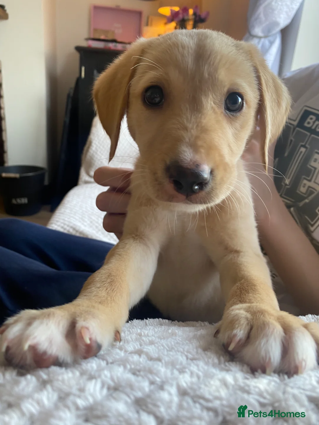 Mixed Breed dogs for sale: Lurcher puppies ready for forever homes - Advert 1