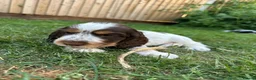 Cocker Spaniel dogs for sale: Beautiful chocolate/tan roan girl - Advert 1