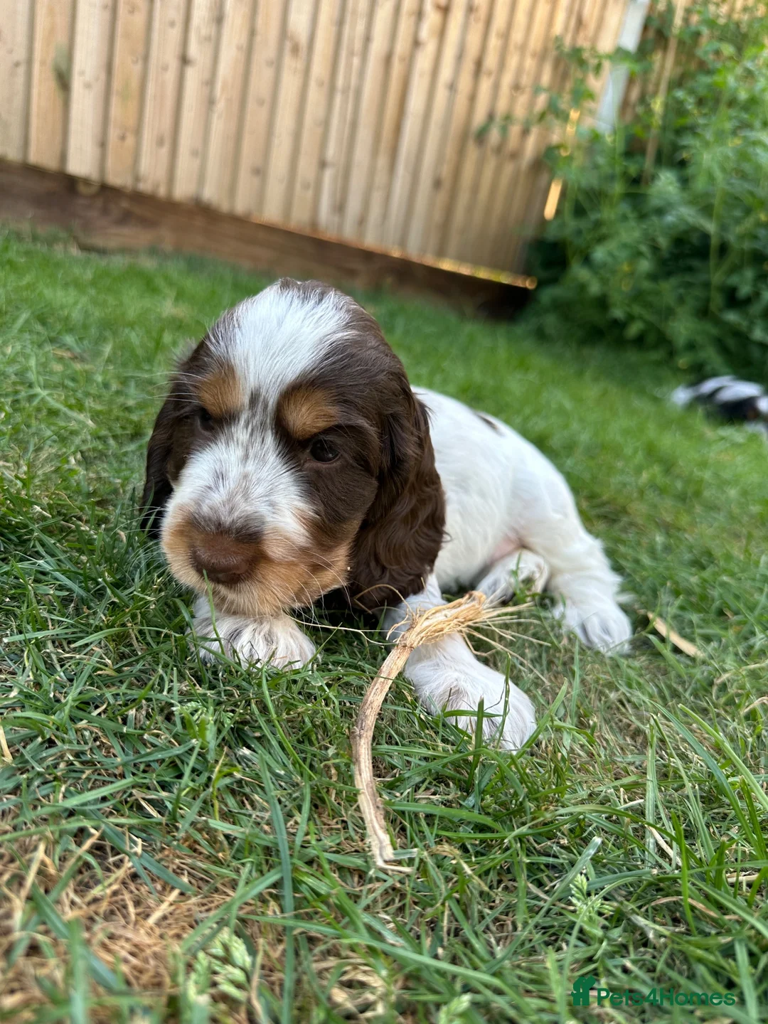 Cocker Spaniel dogs for sale: Beautiful chocolate/tan roan girl - Advert 1