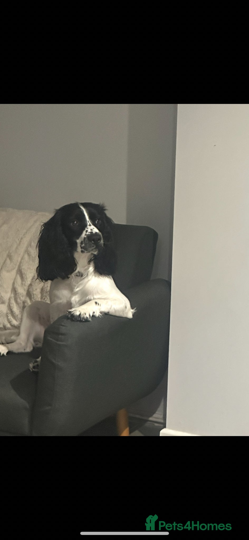Sprocker dogs for sale: Max Sprocker Spaniel  - Advert 1