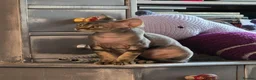 Devon Rex cats for sale: READY NOW Super loving Devon Rex - Advert 10