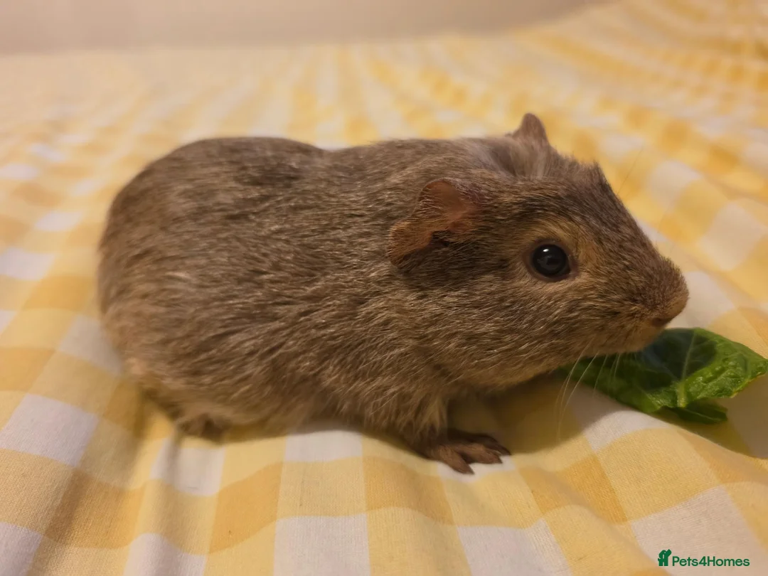 Mixed Breed rodents for sale: Boys ready 2 leave - Advert 7