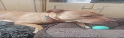 Mixed Breed dogs for sale: Lurcher bull puppies for sale - Advert 5