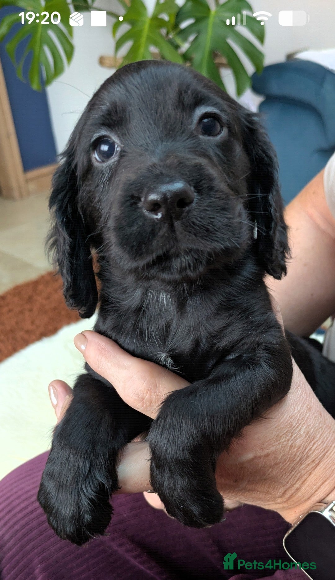 Cocker Spaniel dogs Stunning Cocker Spaniel Puppies  - Advert 2