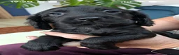 Cocker Spaniel dogs for sale: Stunning Cocker Spaniel Puppies  - Advert 3