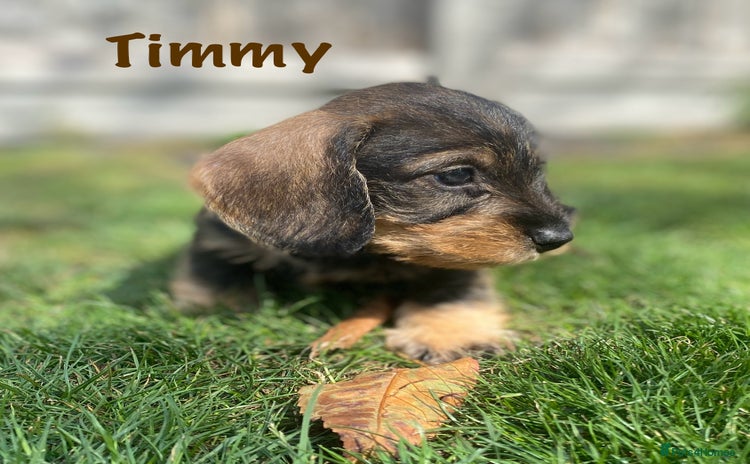 Miniature Dachshund dogs - Advert 13