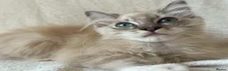 Ragdoll cats for sale: TICA Registered Males Available  - Advert 8