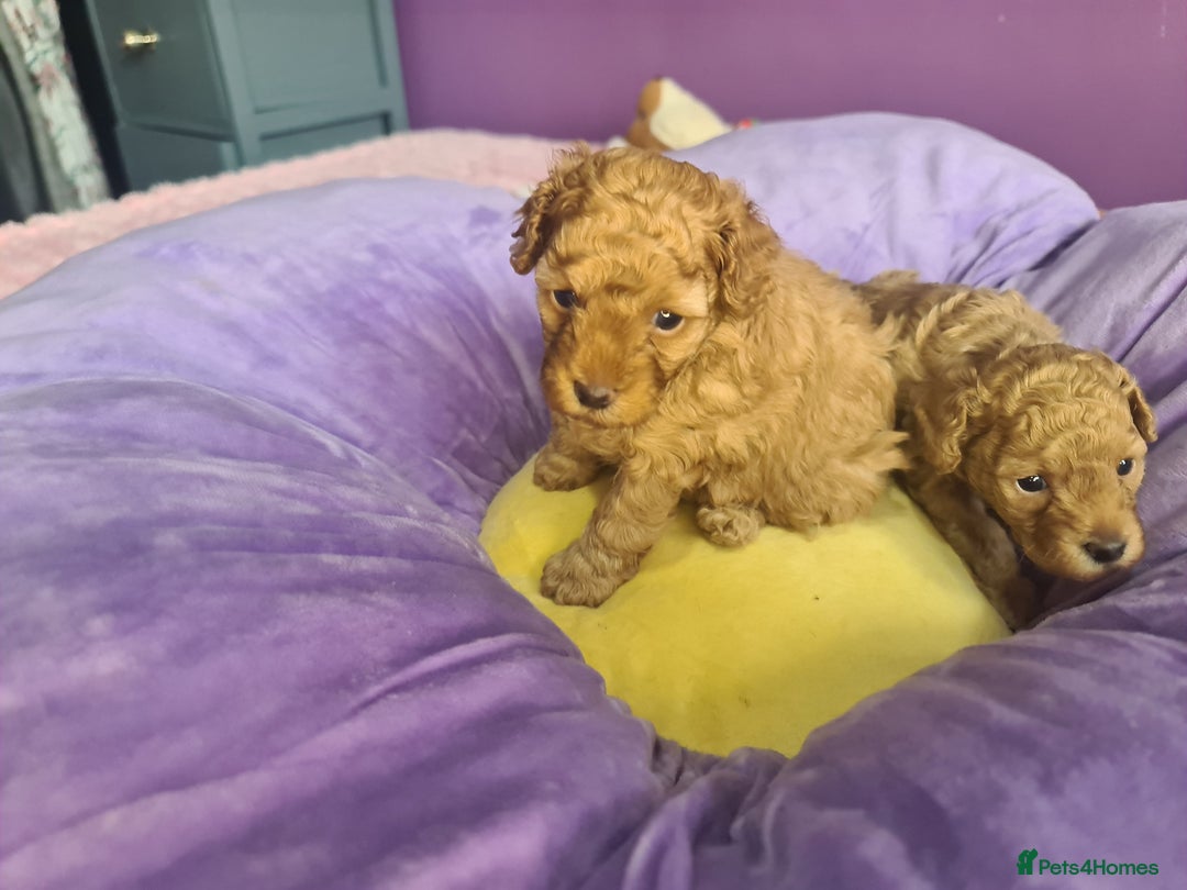 Toy Poodle dogs for sale: Mini TOY POODLES Last one boy available - Advert 13
