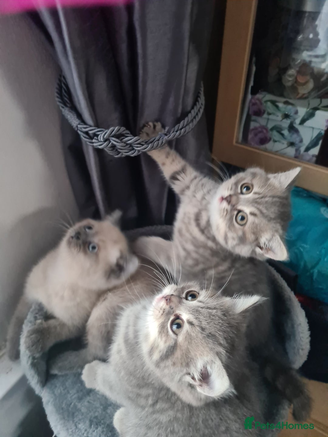 British Shorthair cats for sale: Beautiful kittens. - Advert 9