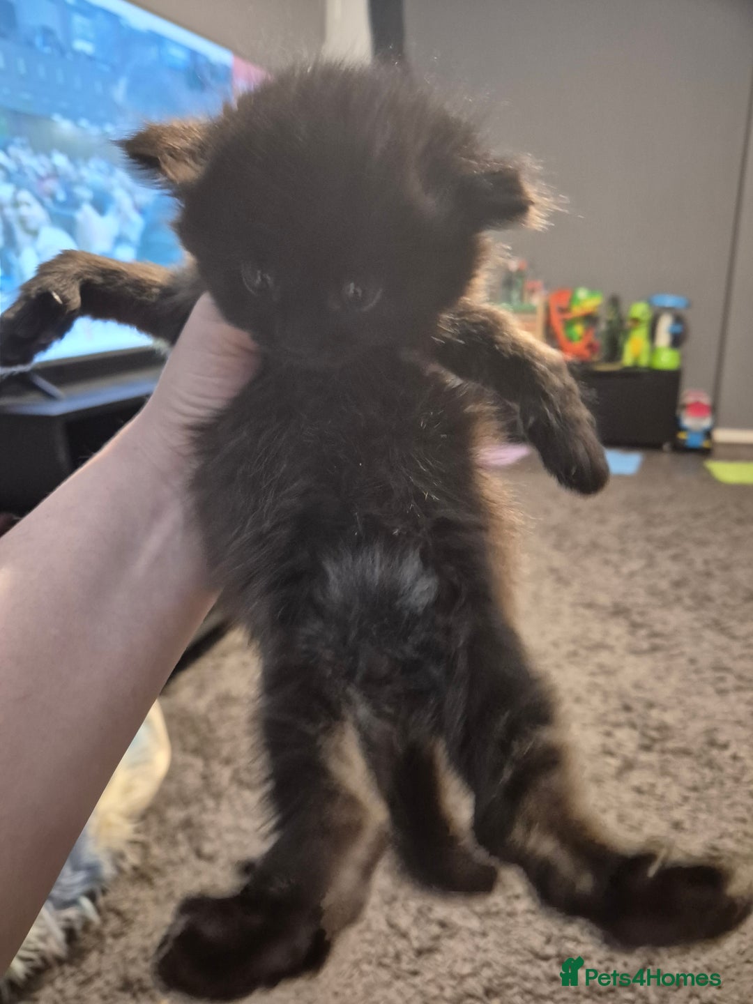 Maine Coon cats for sale: Maine Coon cross - Advert 4