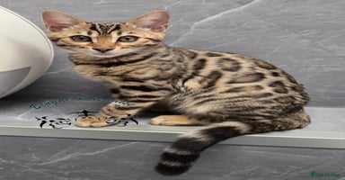 Bengal cats - Advert 1