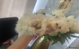 Persian cats for sale: Chinchilla Persian kittens  - Image 4
