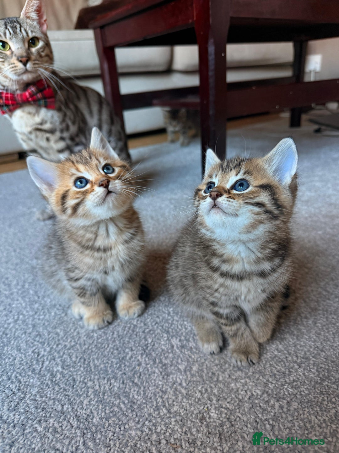 Mixed Breed cats for sale: Beautiful Ragdoll Bengal Cross Kittens - Advert 6