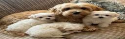 Maltipoo dogs for sale: TOP QUALITY MALTIPOO GIRLS READY NOW! - Advert 13
