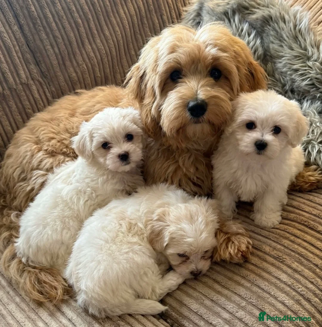 Maltipoo dogs for sale: TOP QUALITY MALTIPOO GIRLS READY NOW! - Advert 13