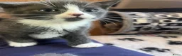 Mixed Breed cats for sale: Last 2 Adorable Greys boys available  - Advert 4