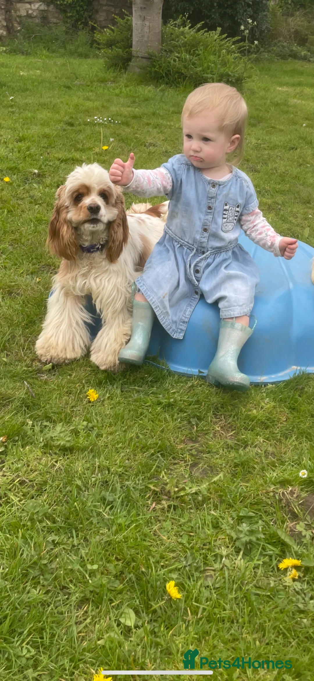 American Cocker Spaniel dogs for sale: KC reg. pure American Cocker Spaniel puppies  - Advert 6