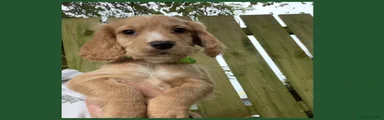 Cocker Spaniel Golden Boy