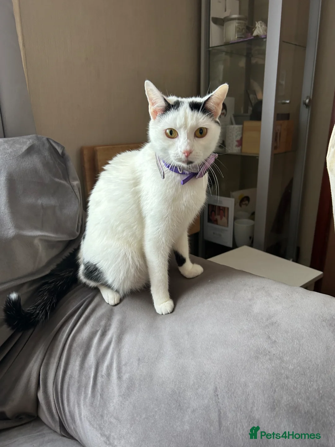 Mixed Breed cats for sale: Beautiful calico and black and white kittens - Advert 2