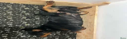 Rottweiler dogs for sale: Rottweiler  - Advert 6