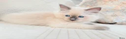 Ragdoll cats for sale: 3 male kittens  - Advert 12
