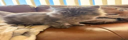 British Shorthair cats for sale: Beautiful fluffy show class kittens - Advert 23