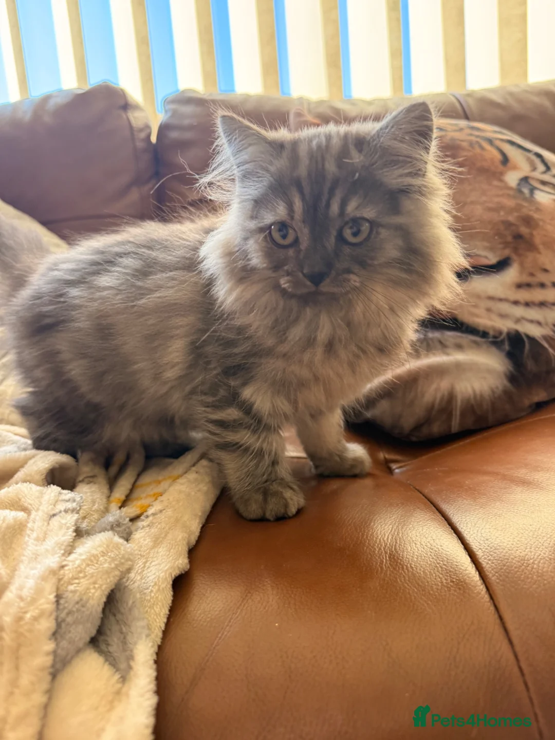 British Shorthair cats for sale: Beautiful fluffy show class kittens - Advert 23