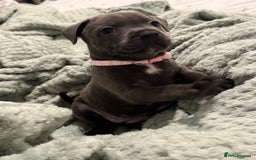 Staffordshire Bull Terrier dogs for sale: Stunning KC Blue Staffordshire Bull Terrier Pups - Image 14