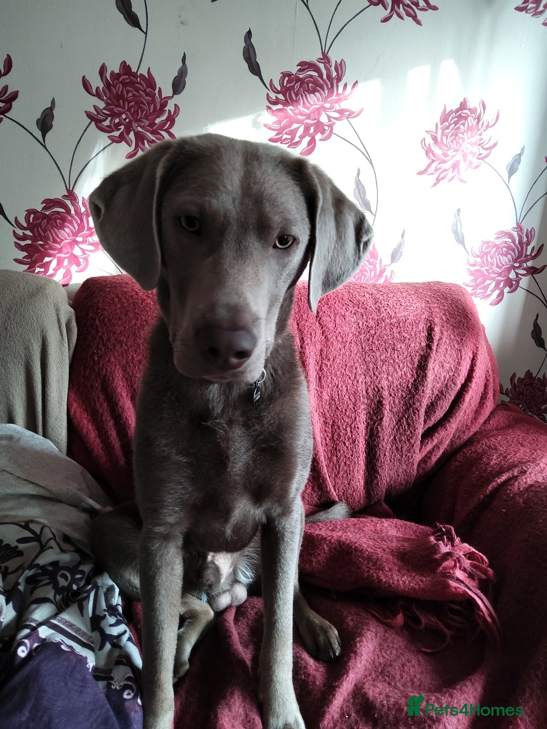 Labrador Retriever dogs for sale: Litter just be born - Image 2