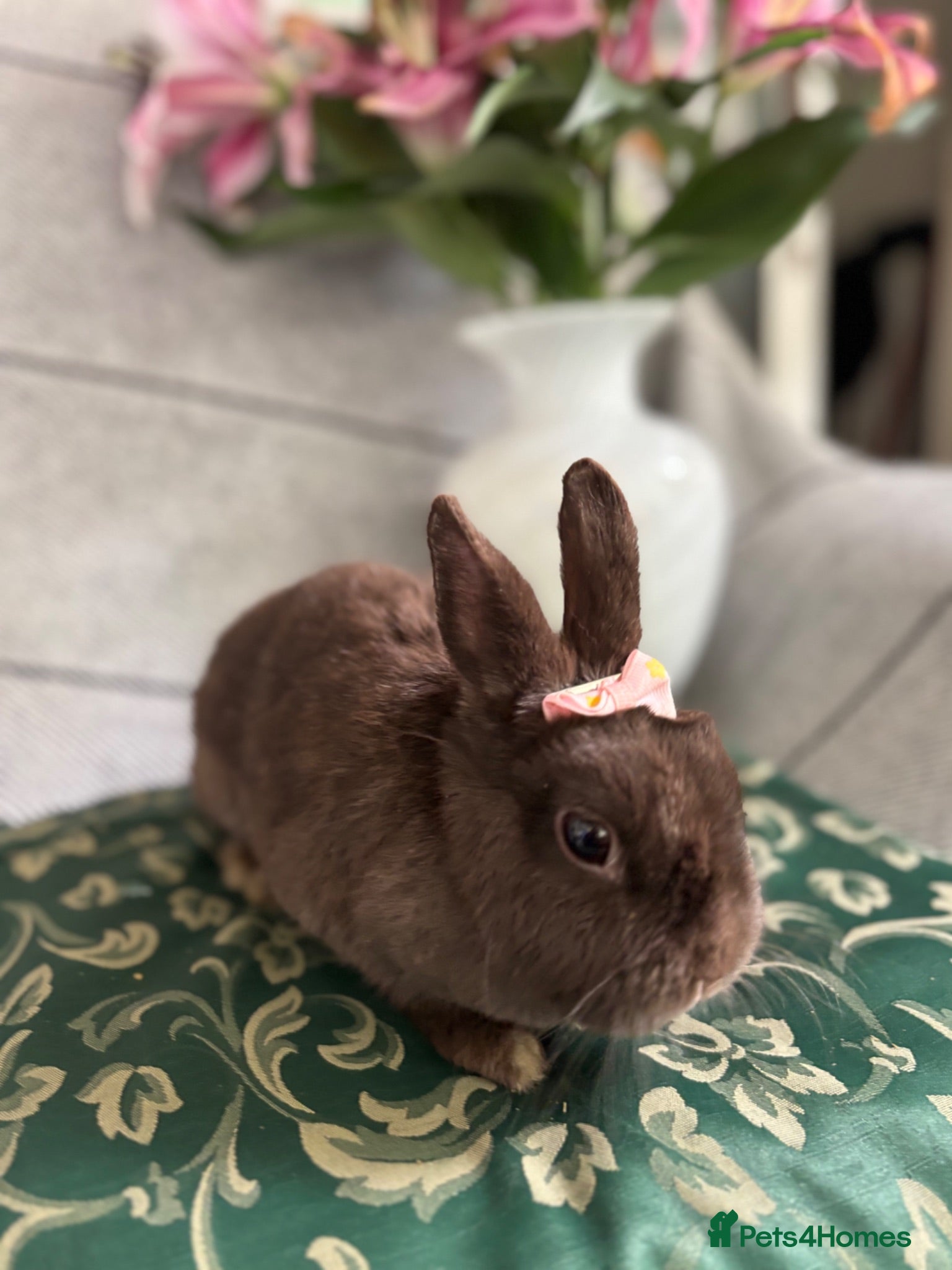 Netherland Dwarf rabbits choc brown Netherland dwarfs female adult - Advert 20