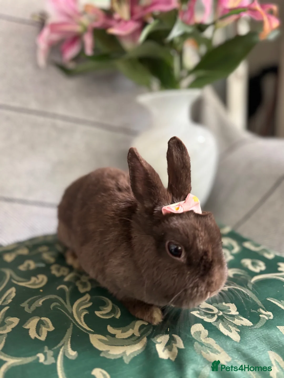 Netherland Dwarf rabbits for sale: choc brown Netherland dwarfs female adult - Advert 1