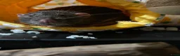 Rat rodents for sale: Pair of male rats  in Faversham - Advert 2
