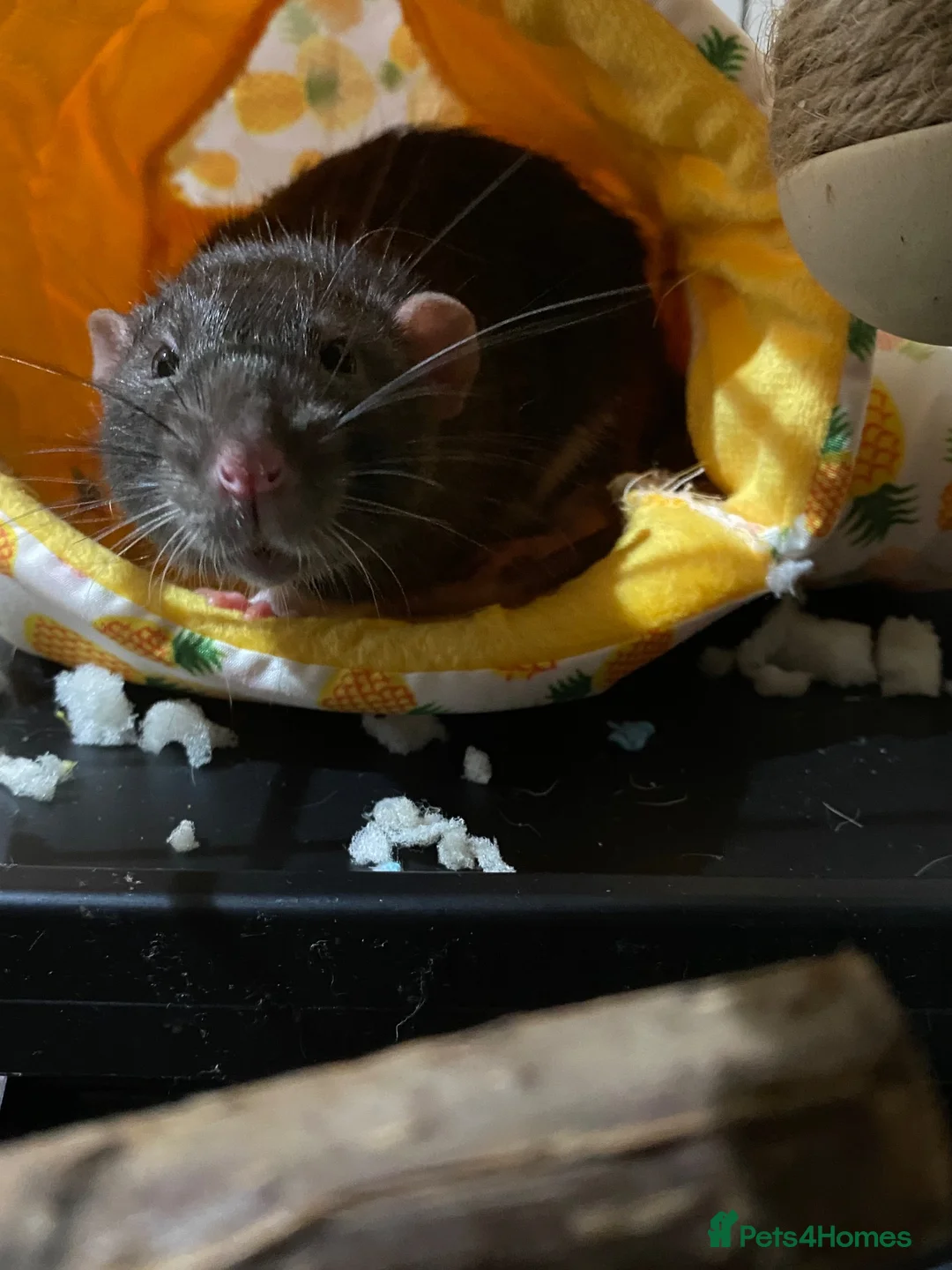 Rat rodents for sale: Pair of male rats  in Faversham - Advert 2