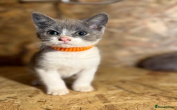 British Shorthair cats for sale: Beautiful blue & white British shorthair kittens  - Image 2