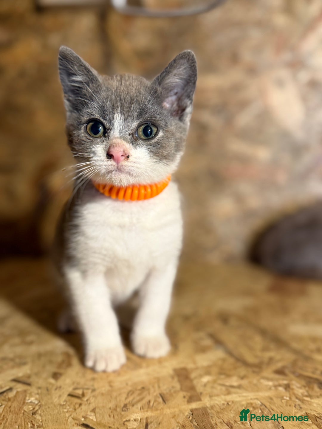 British Shorthair cats for sale: Beautiful blue & white British shorthair kittens  - Image 2