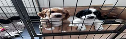 Cocker Spaniel dogs for sale: Gorgeous cocker spaniel puppies - Advert 3