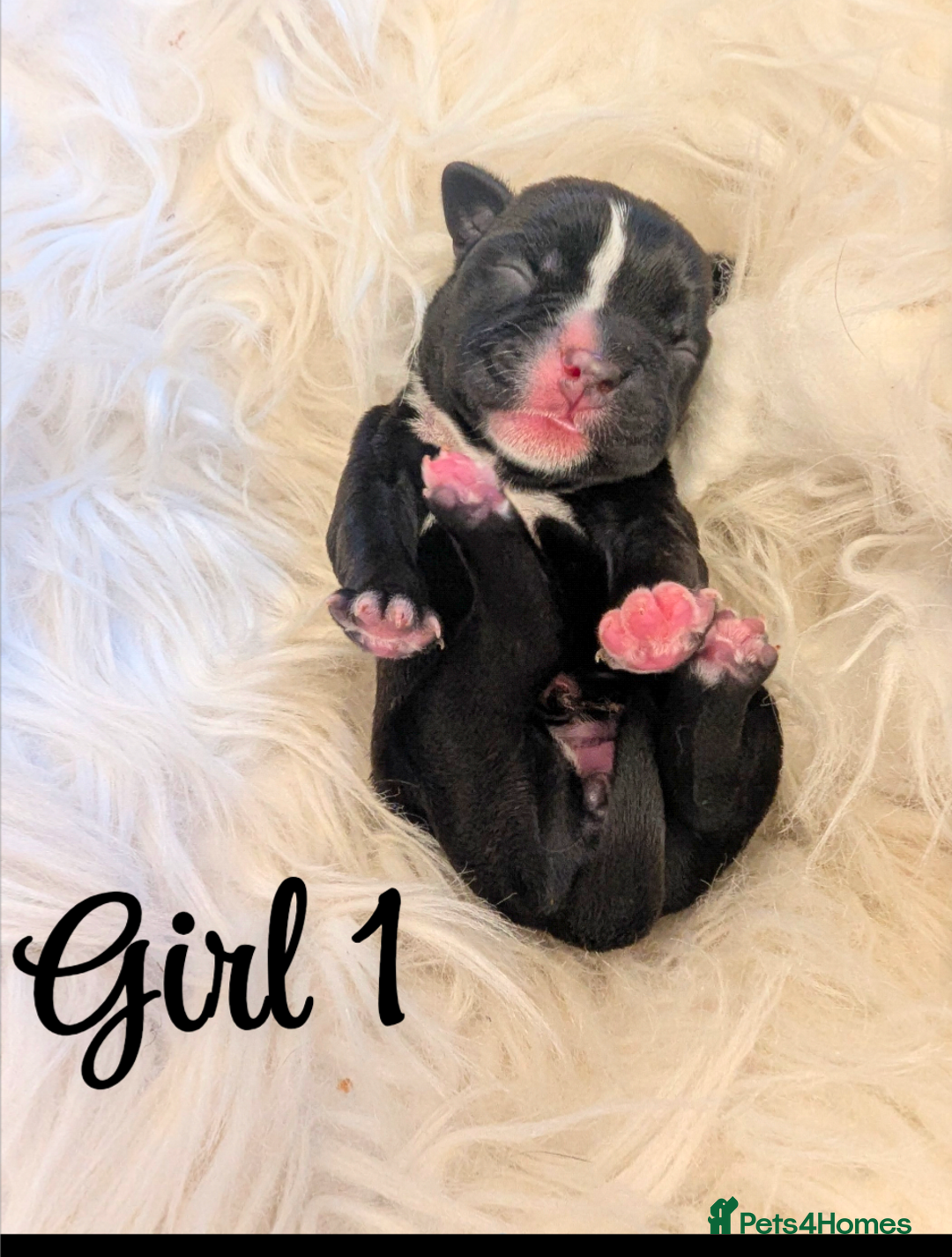 Boston Terrier dogs for sale: Boston X  - Advert 4