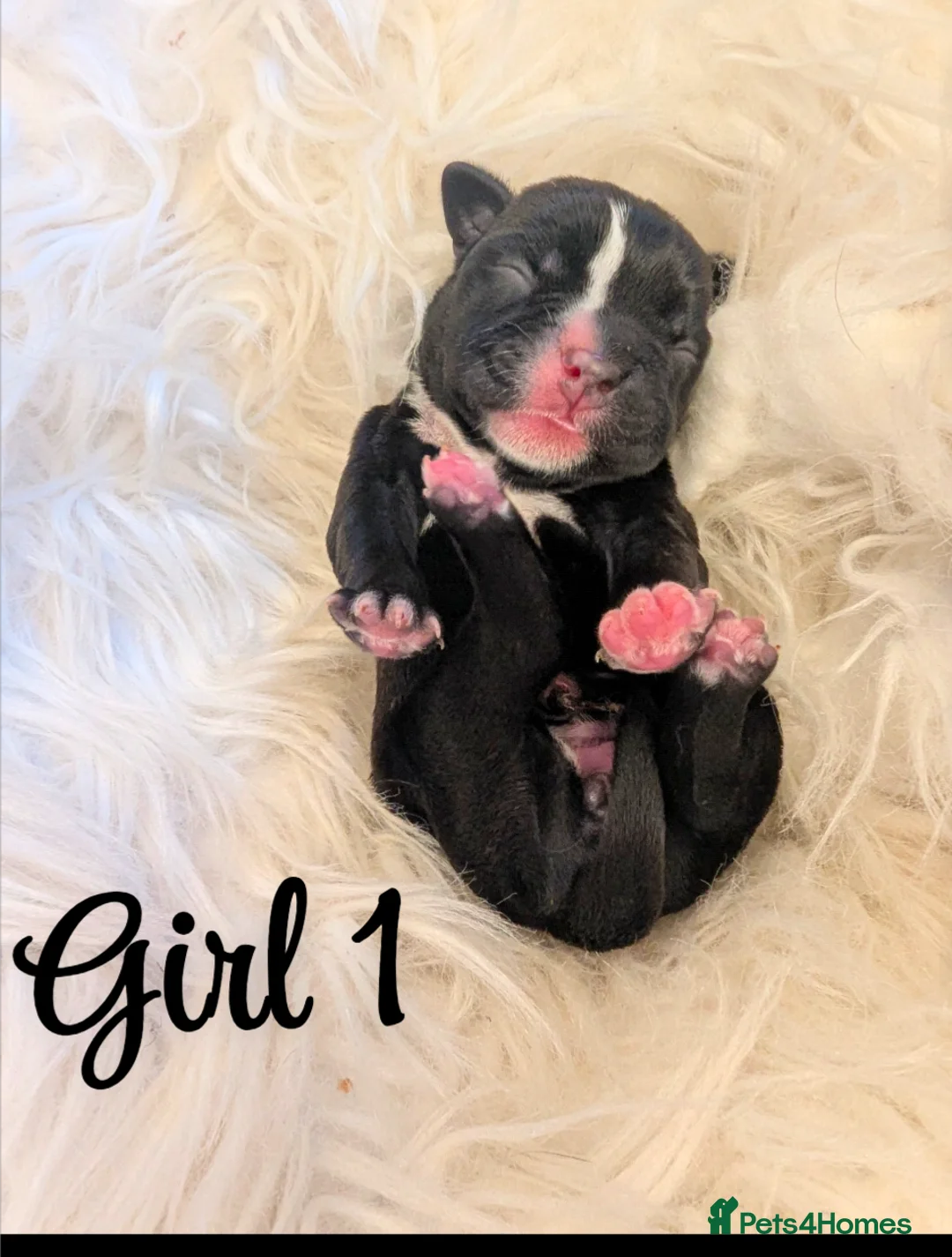 Boston Terrier dogs for sale: Boston X  - Advert 13