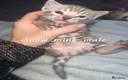 Bengal cats for sale: Bengal kittens  - Advert 7