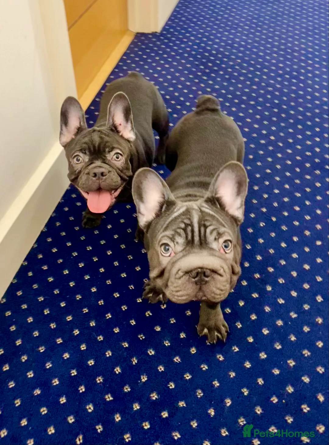 French Bulldog dogs for sale: KC registered French Bulldog Girl  & 1 Boys 🐶❤️ - Advert 3
